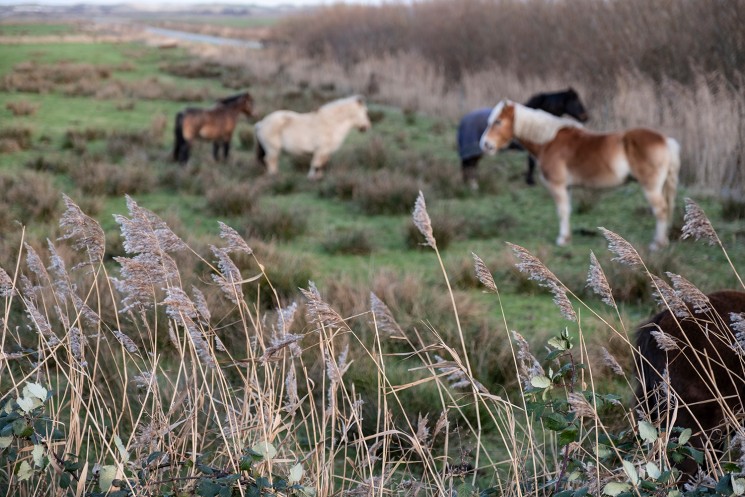 rk_Amrum_012