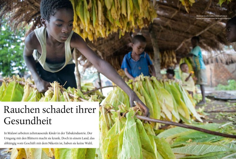 Jugendliche bei der Tabakernte in Malawi