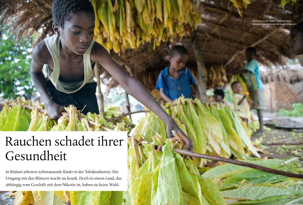 Jugendliche bei der Tabakernte in Malawi