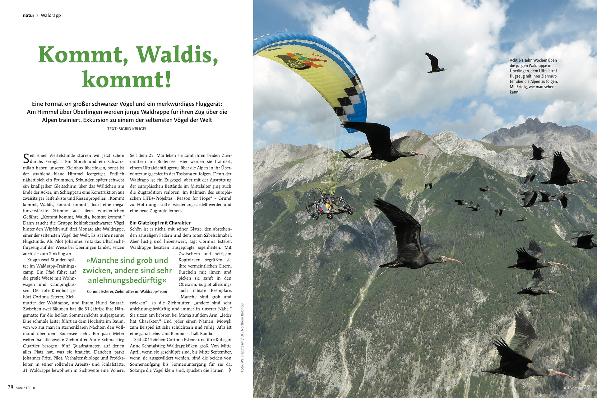 Kommt, Waldis, kommt!