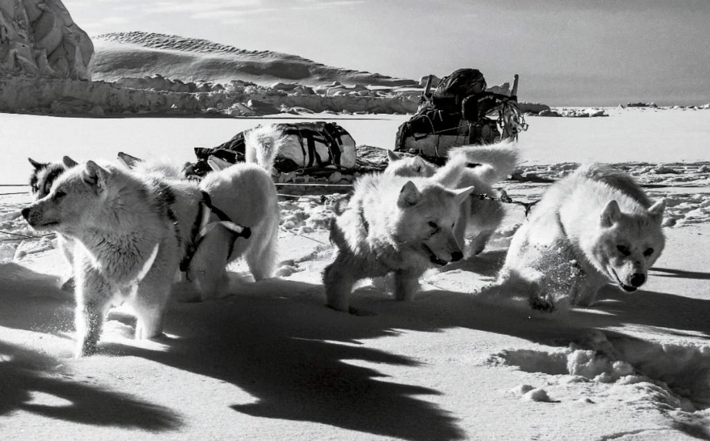 bh_harterhund_Teaser