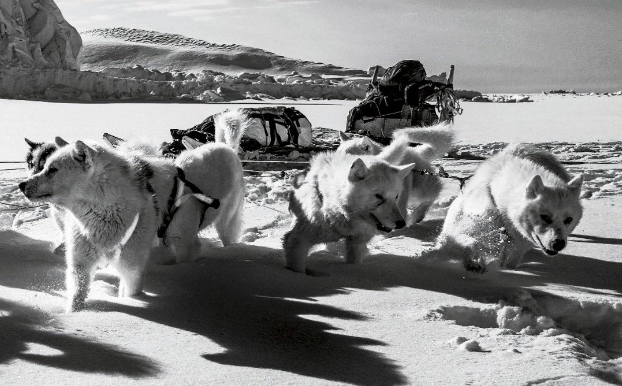 bh_harterhund_Teaser