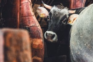 Gabriel-Grüner-Stipendium und -Schülerpreis 2026 vergeben